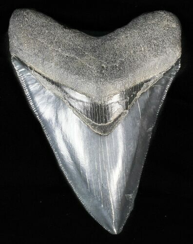 Serrated, Fossil Megalodon Tooth #57464